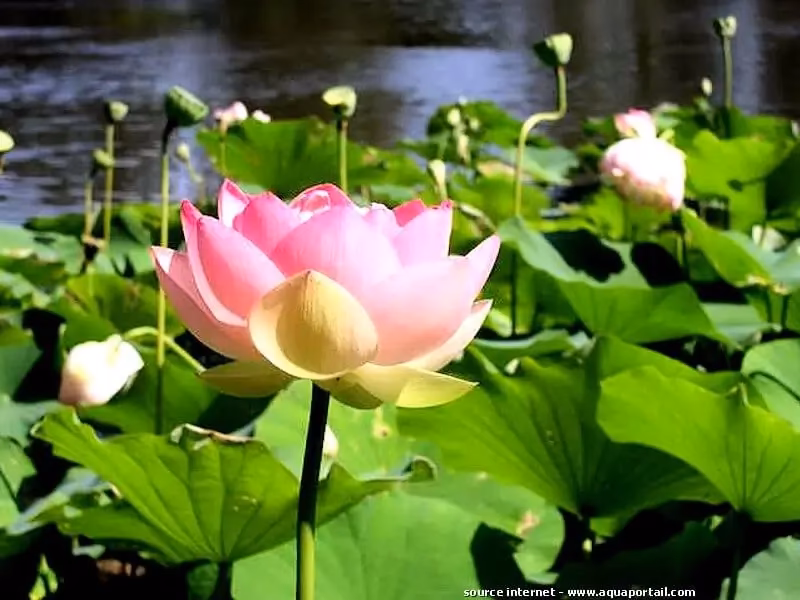 Quelle est la signification du Lotus ?