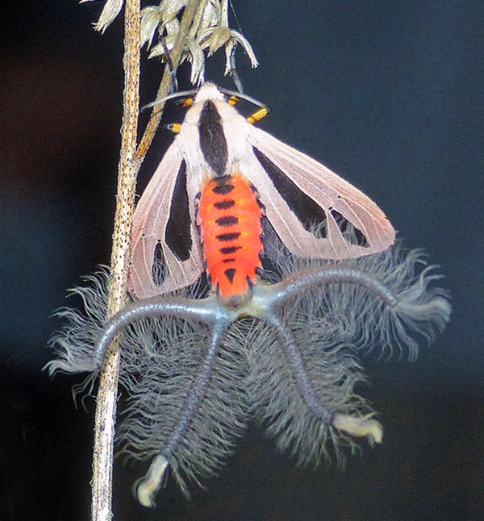 How do you identify Creatonotos gangis?