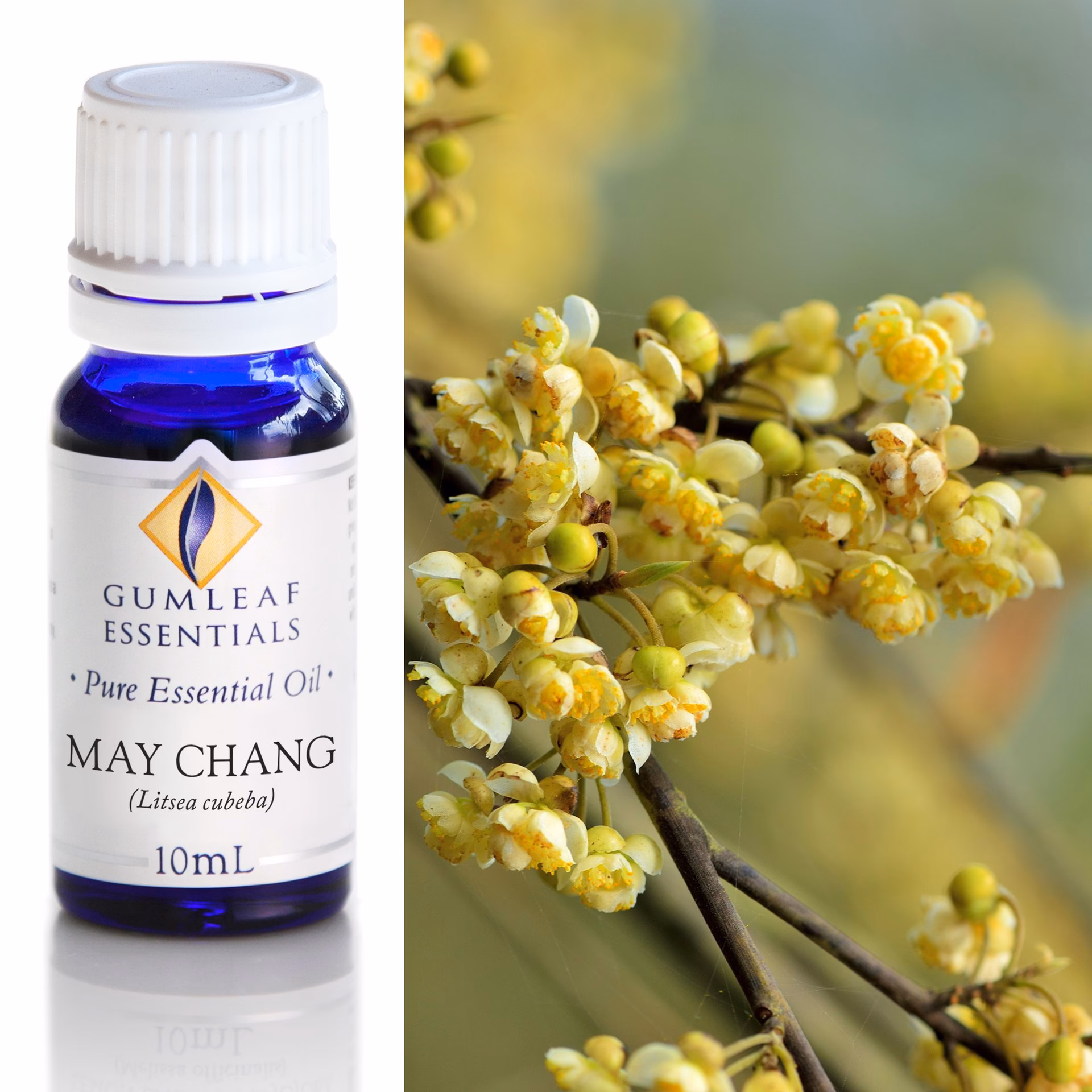 What are the uses of May Chang oil?