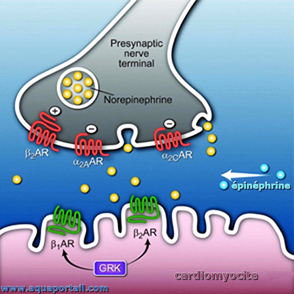 Quels sont les effets secondaires des bêta bloquants ?