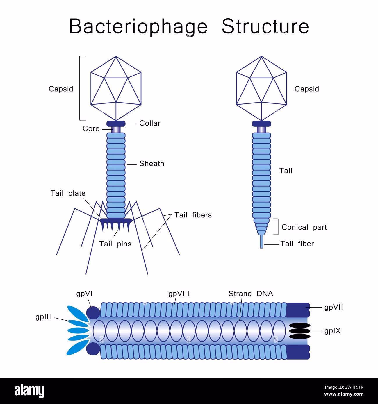 Quels sont les mots qui se terminent par 'PHAGE' ?