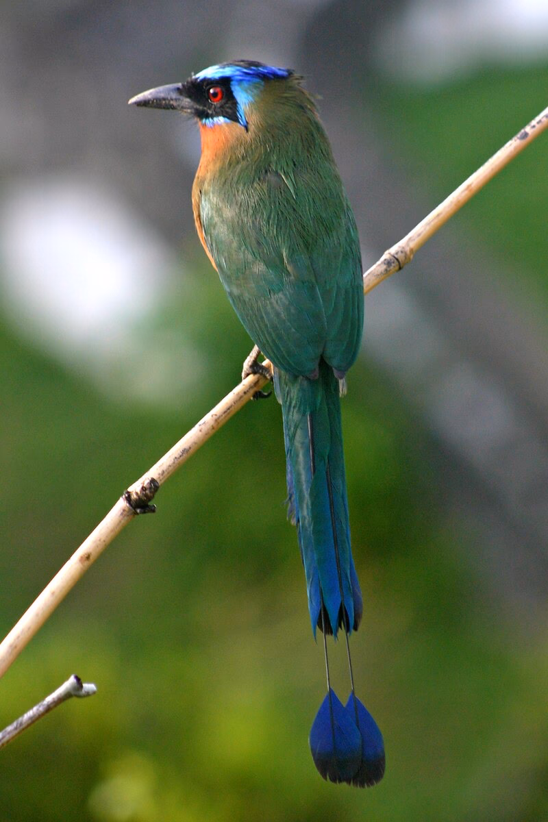 How do I know what Colour my Car is?