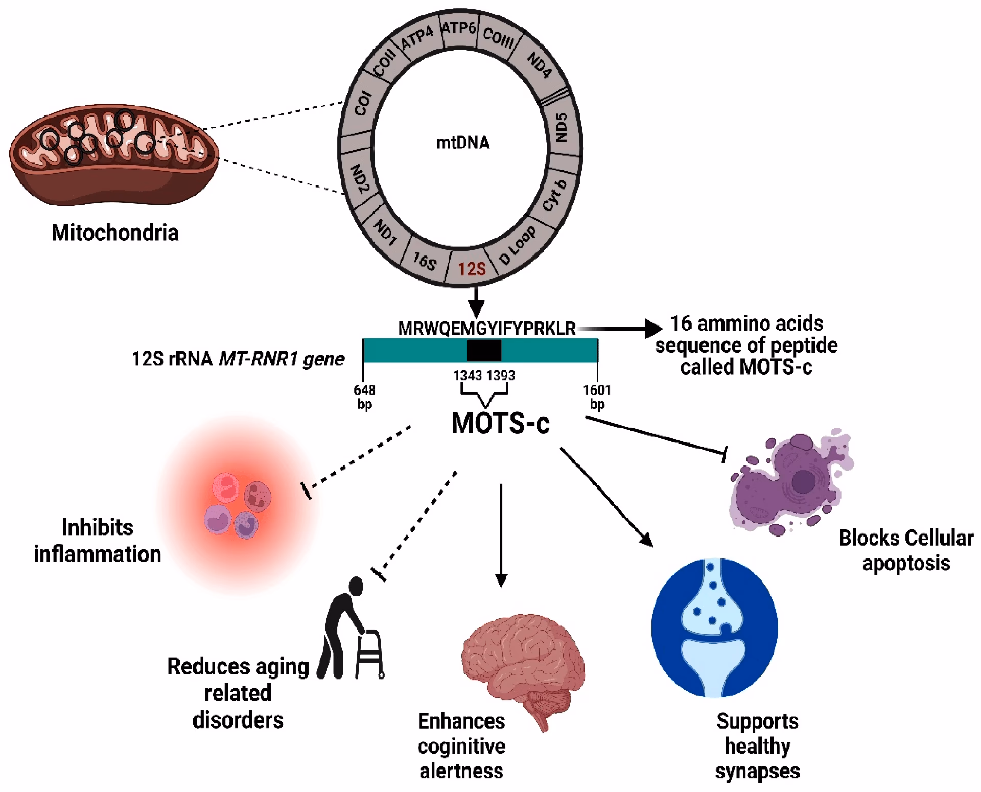 What are motor neuron diseases (MNDs)?