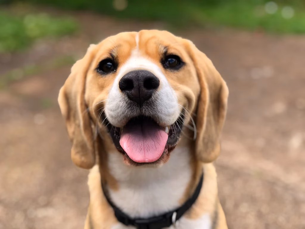 Is a hot dog a sandwich?