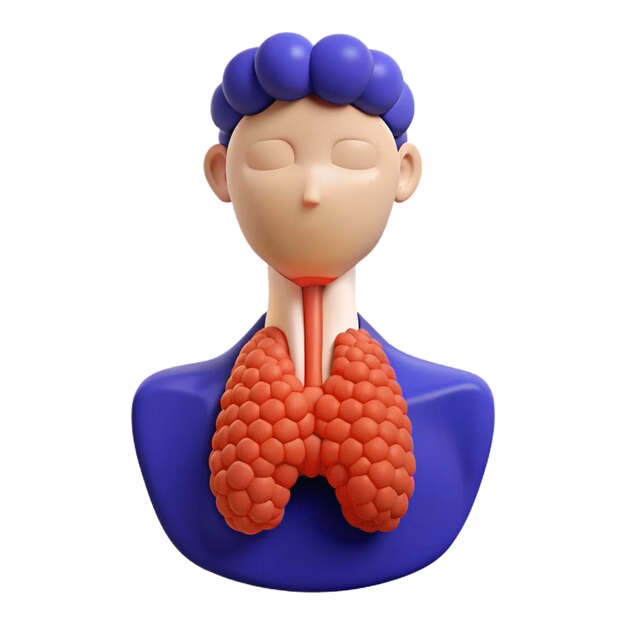 Quels sont les rôles de l’estomac ?