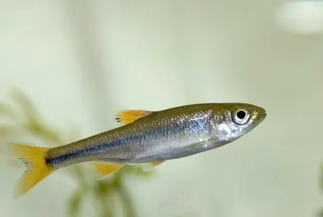 What does fish mean?
