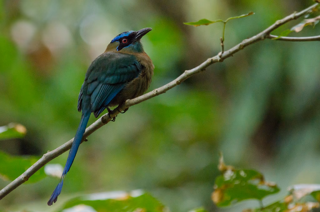 What is a lesson's motmot (Momotus lessonii)?