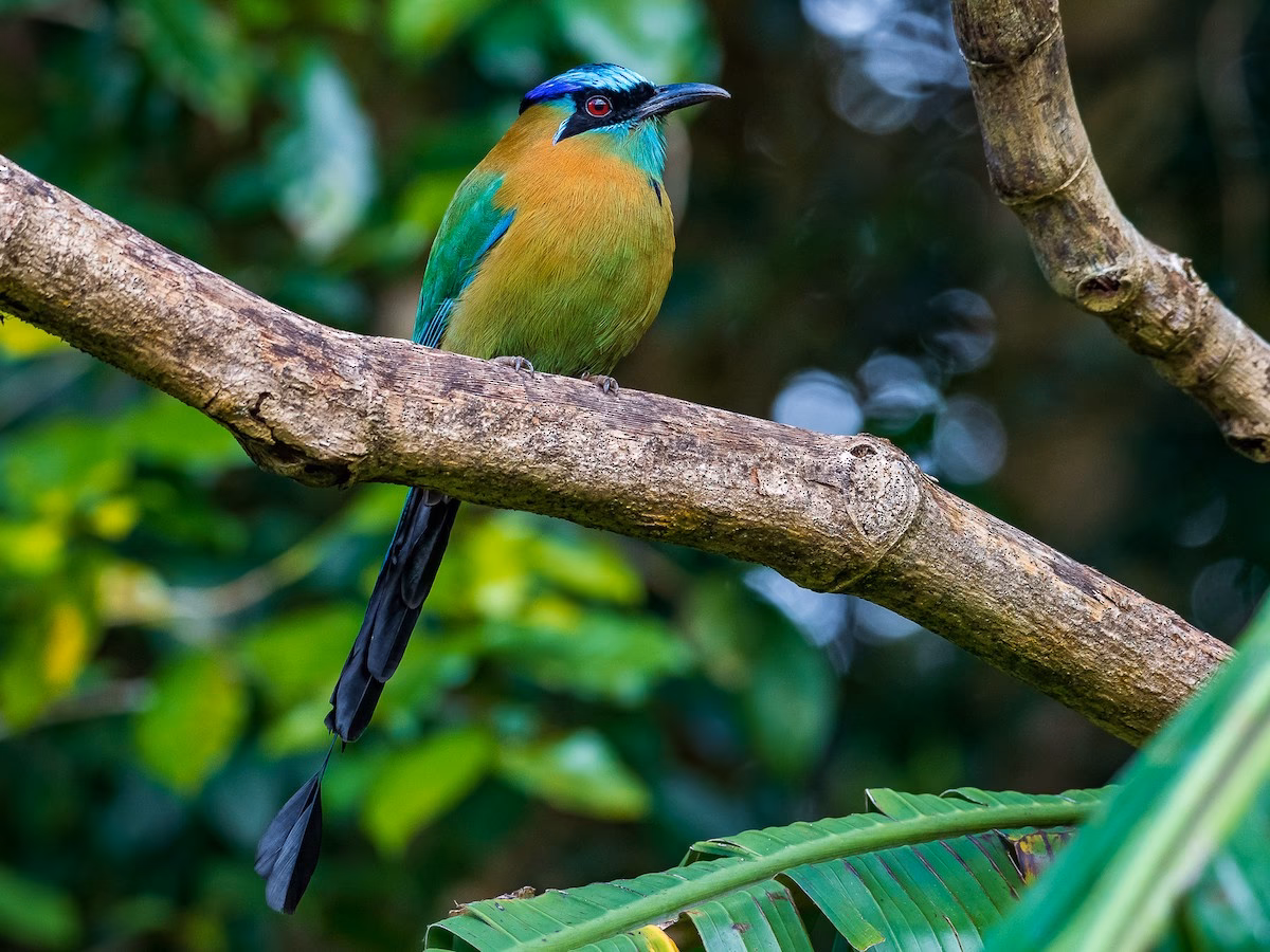 What is a lesson's motmot (Momotus lessonii)?