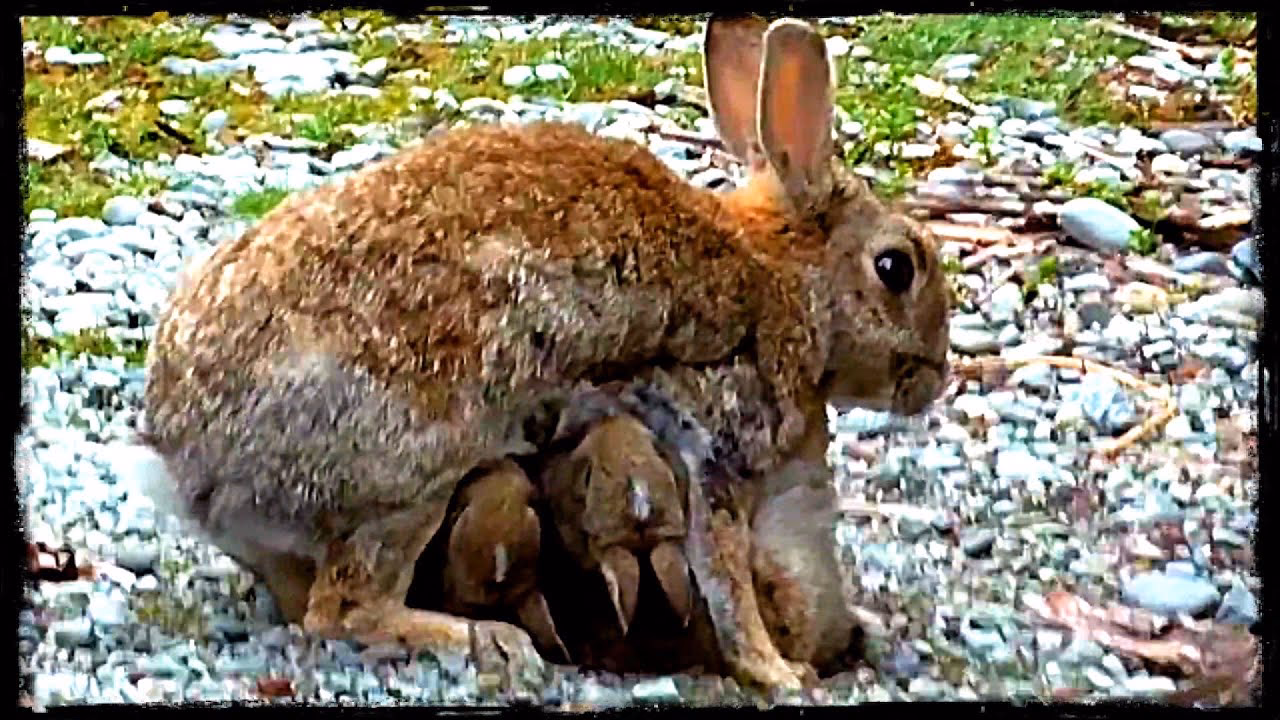 What do baby rabbits eat?