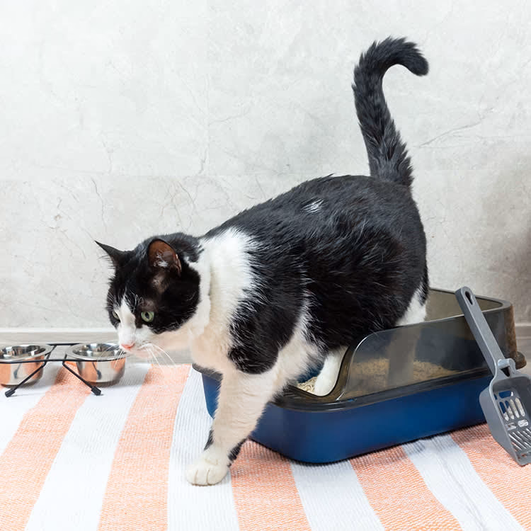 Does a litter box smell?