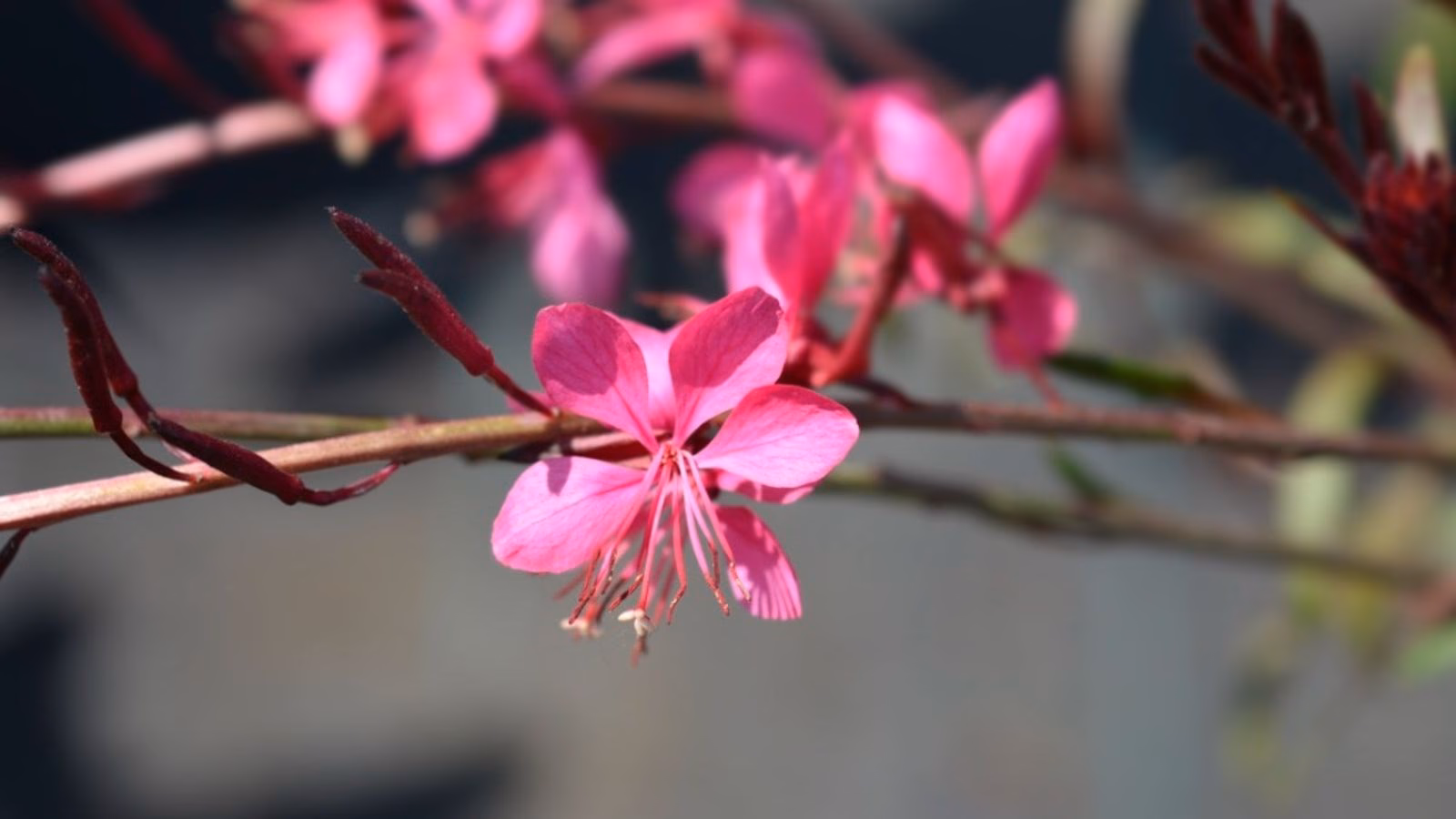 Are Gaura plants dangerous?