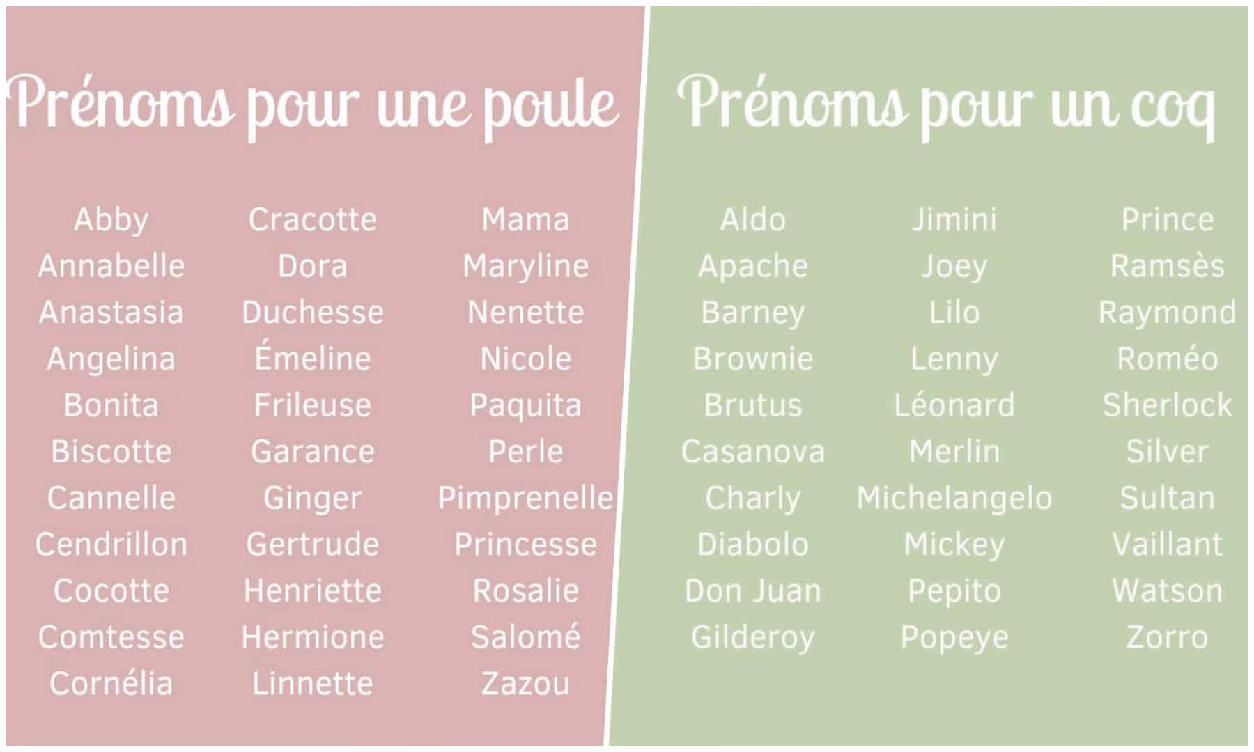 Quel est le caractère d'une poule ?