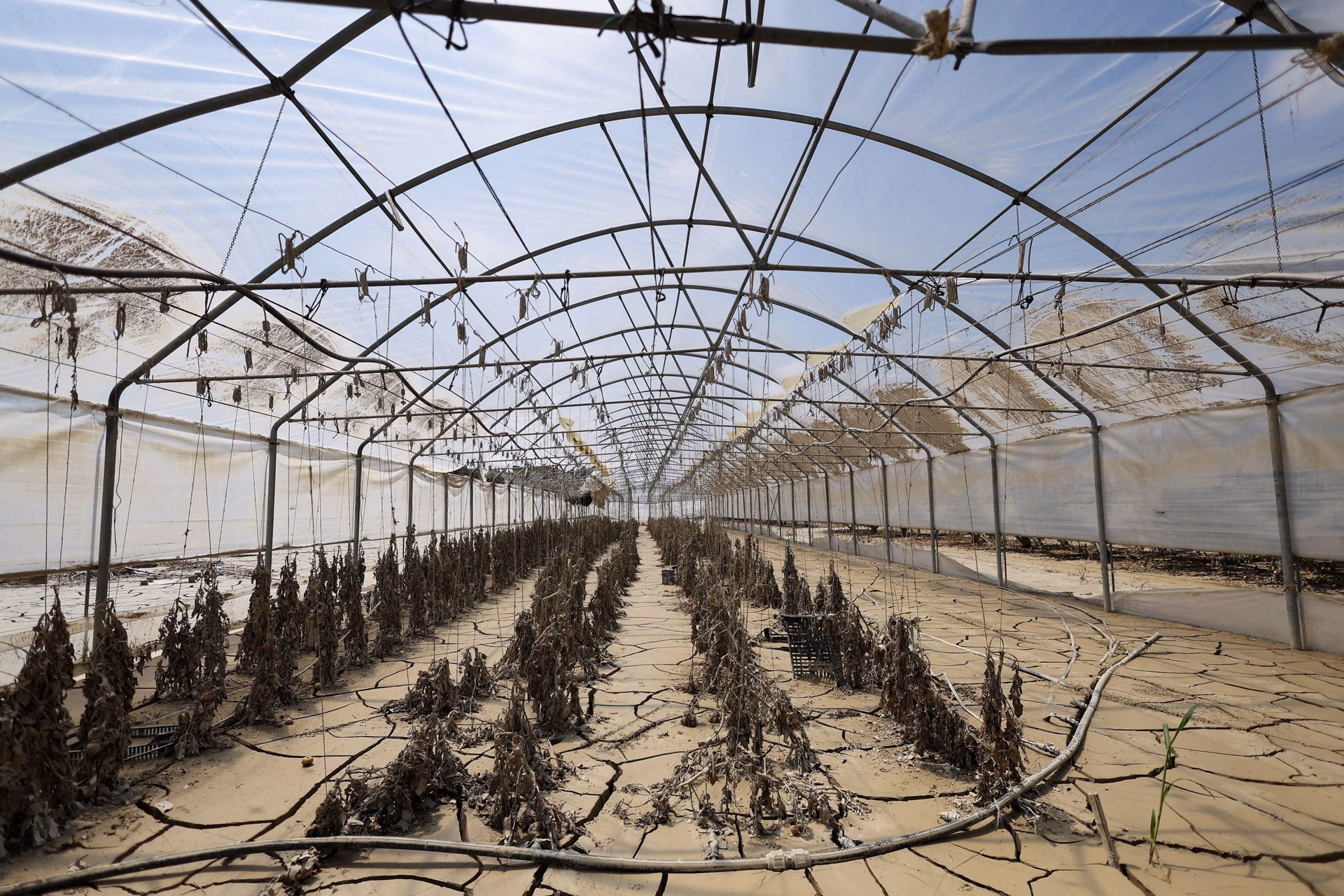 Why are olive oil prices so high?