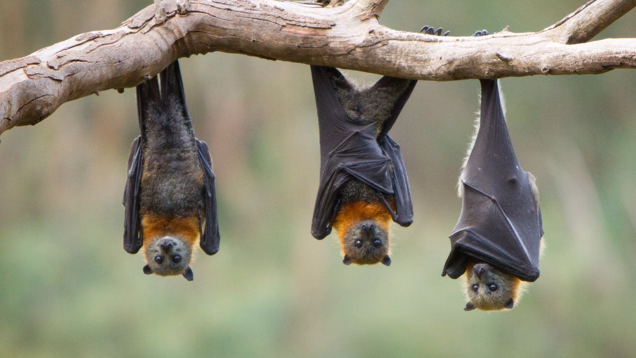 Pourquoi on dit chauve-souris ?
