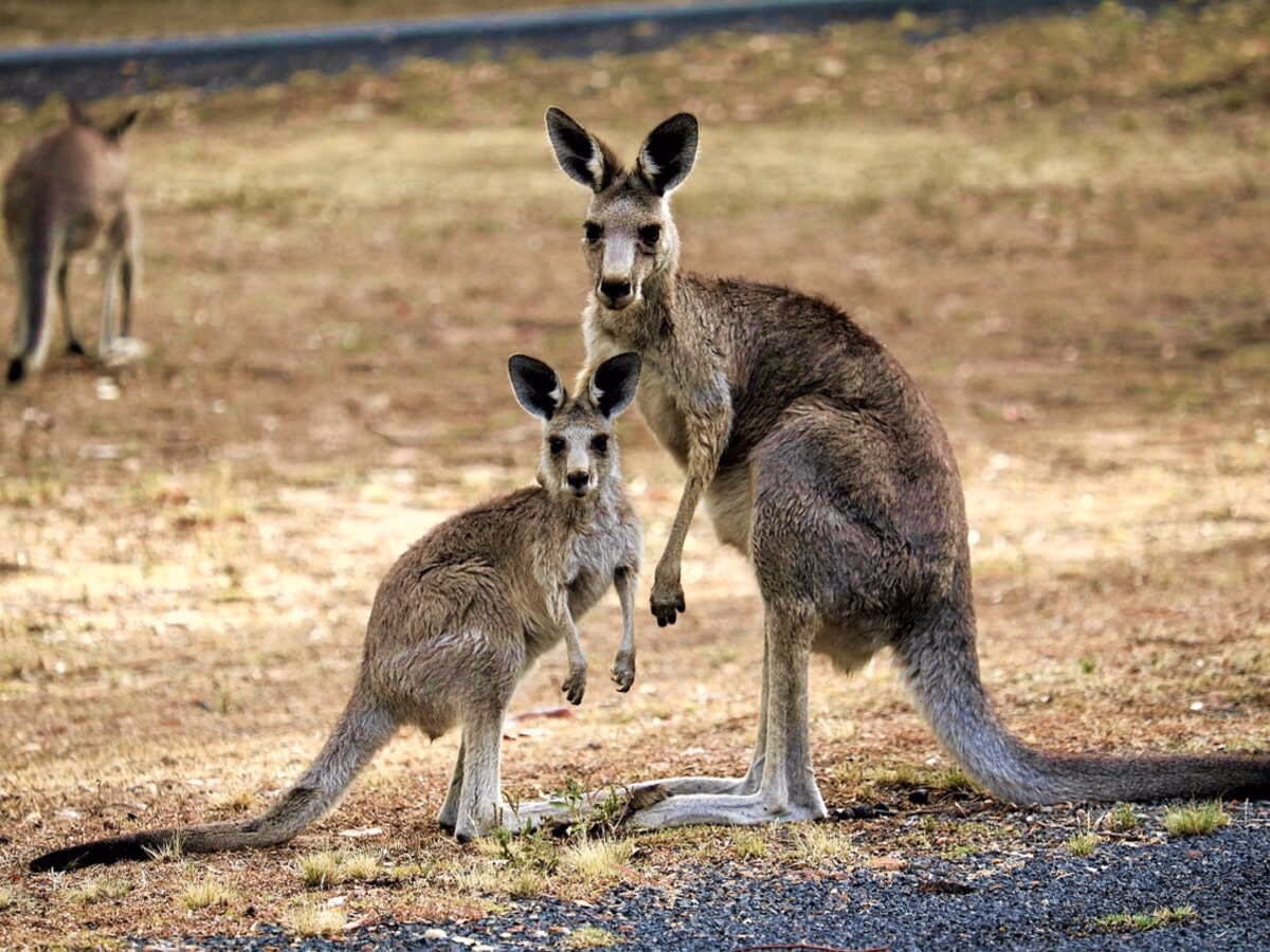 Quel est le nom du kangourou dans une autre langue aborigène ?