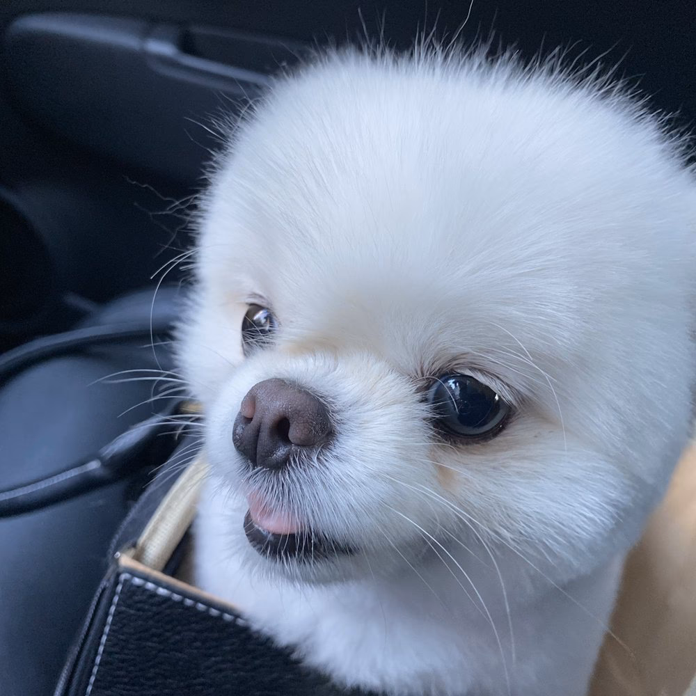 Does petmo offer a pet taxi service?