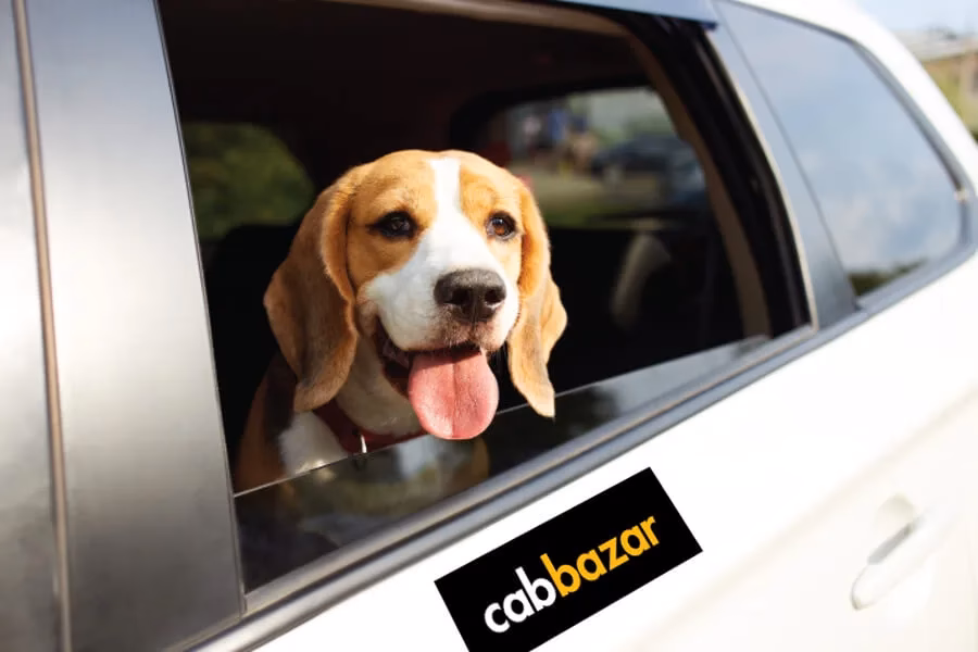 Can I hire a pet taxi?