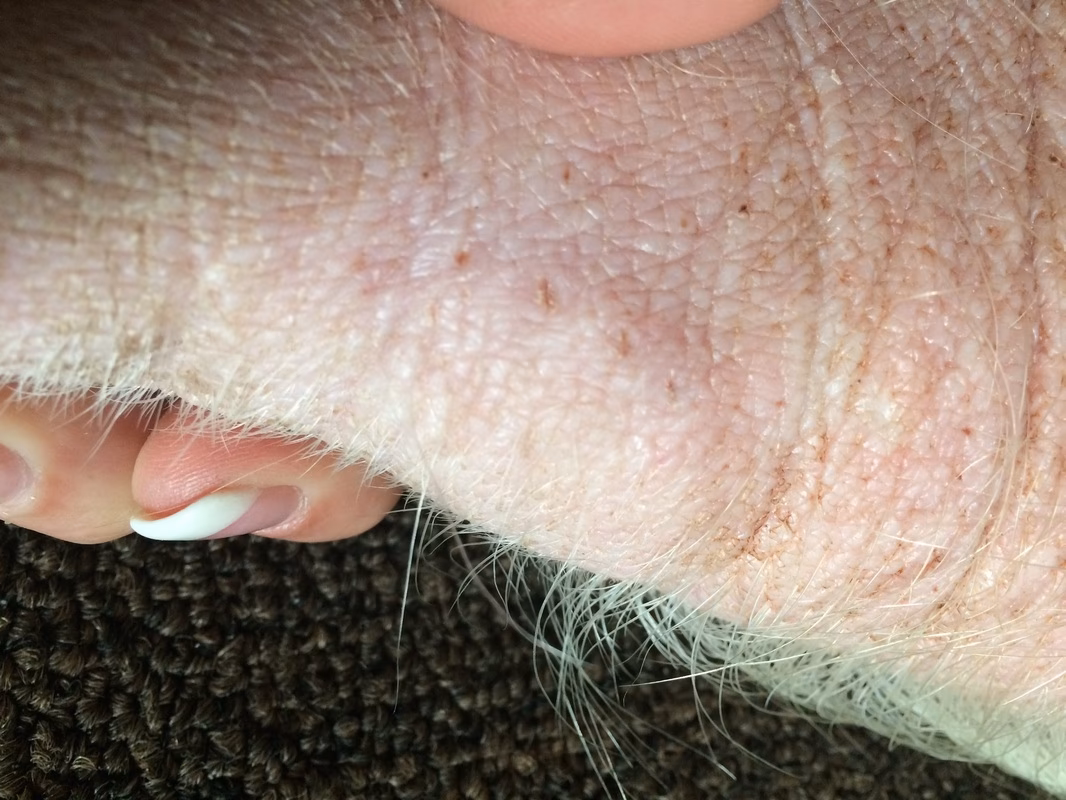 Are pigs hypoallergenic?