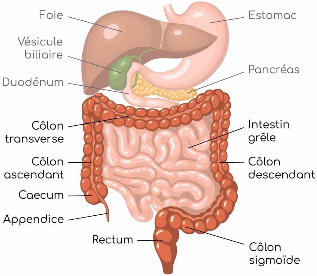 Quelle est l'origine du mot colon ?