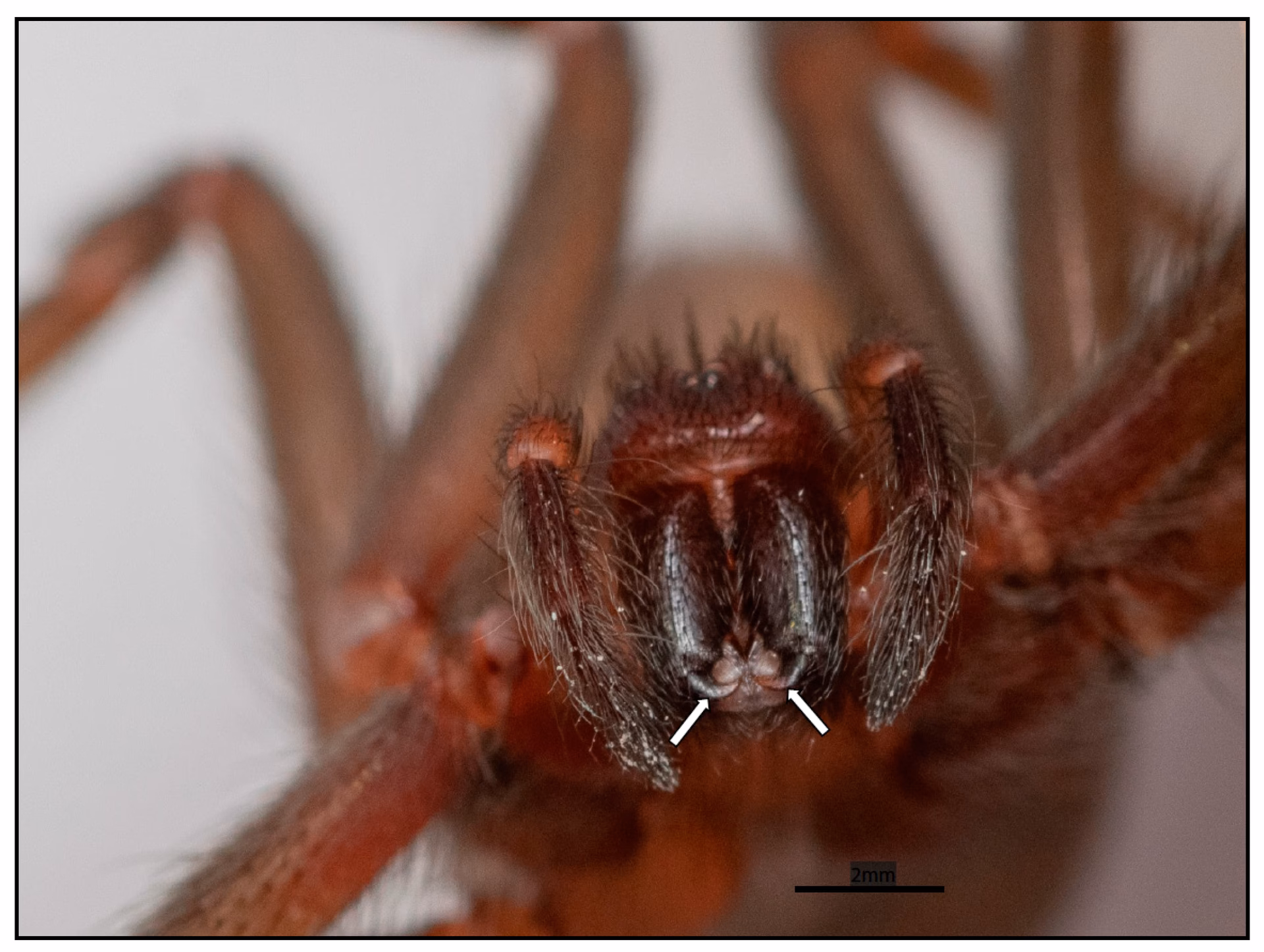 Where is Rekluse made?