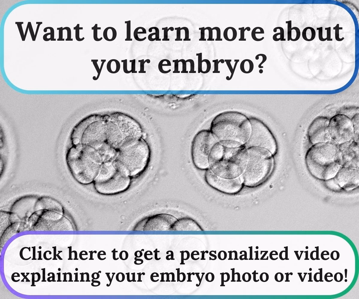 How is embryo development visualised?