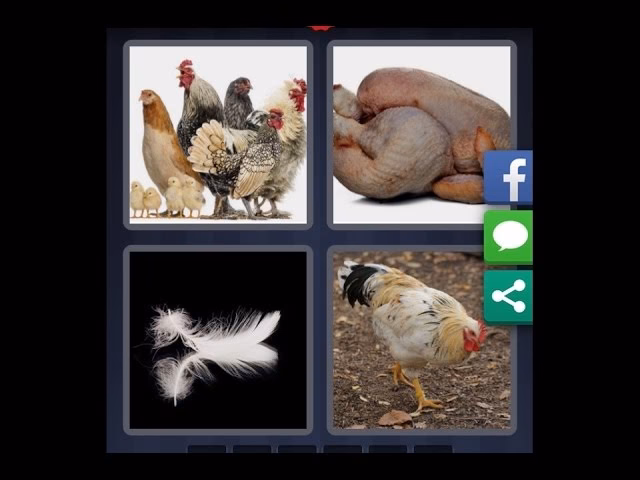 Quels sont les effets de la mue sur les poules du poulailler ?