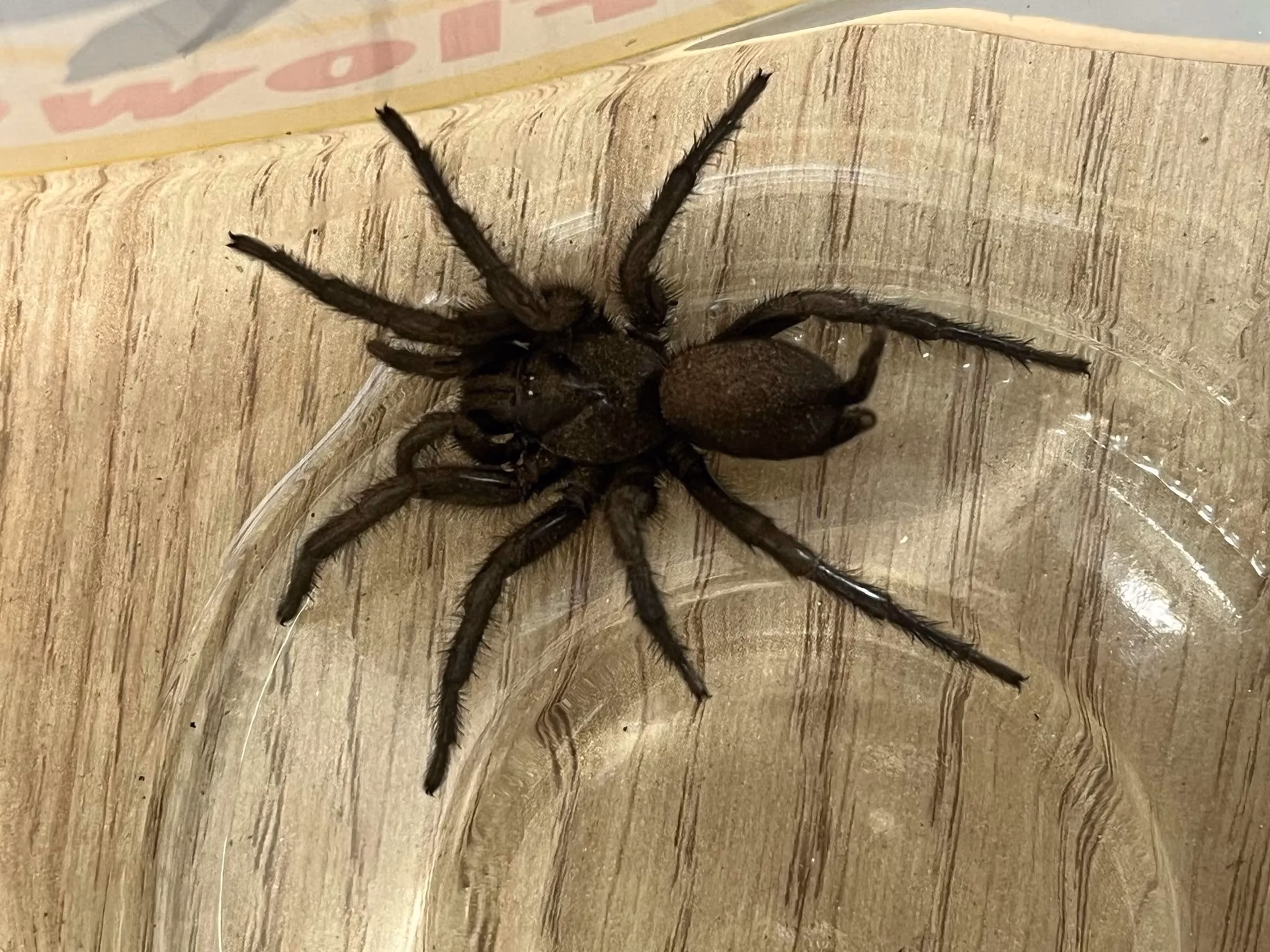What is the UK's most venomous spider?