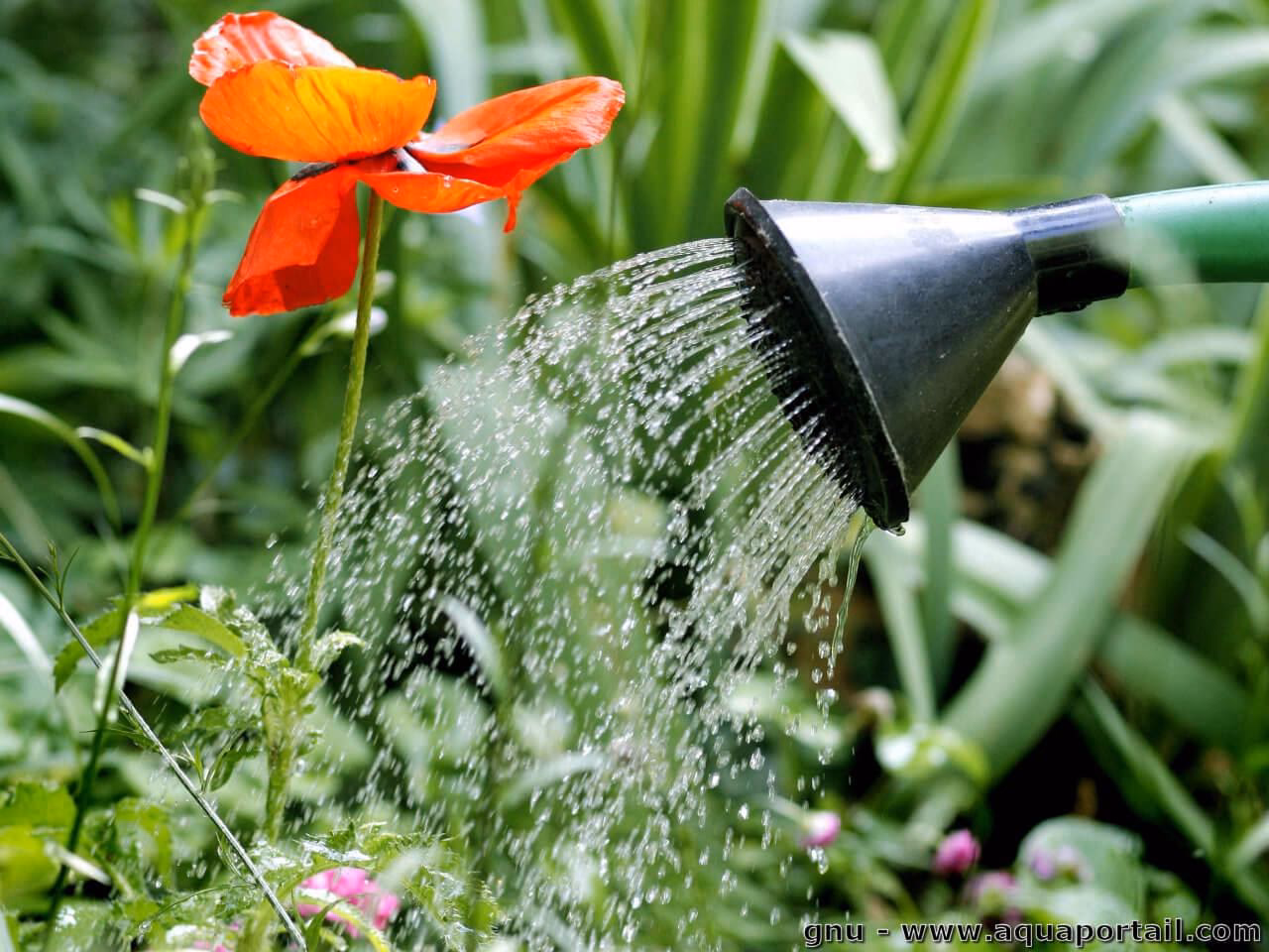 Comment arroser les Blancs ?
