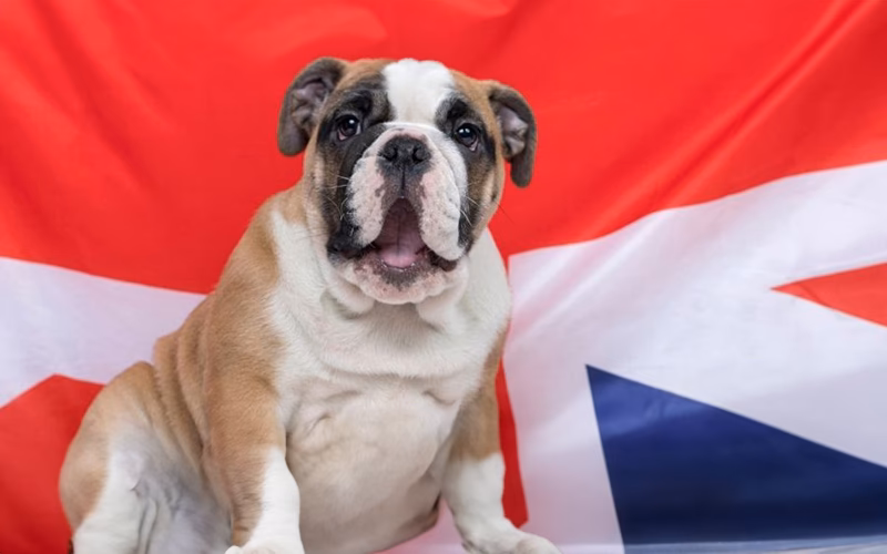 Quel est le synonyme de fauvette?