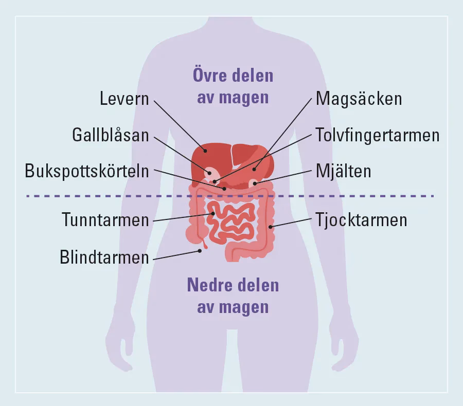 Varför har du ont i magen?