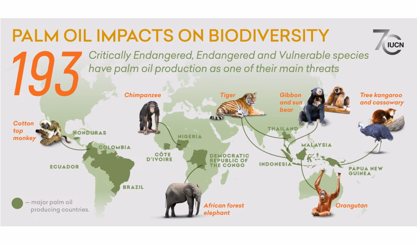 What animals eat oil palm trees?
