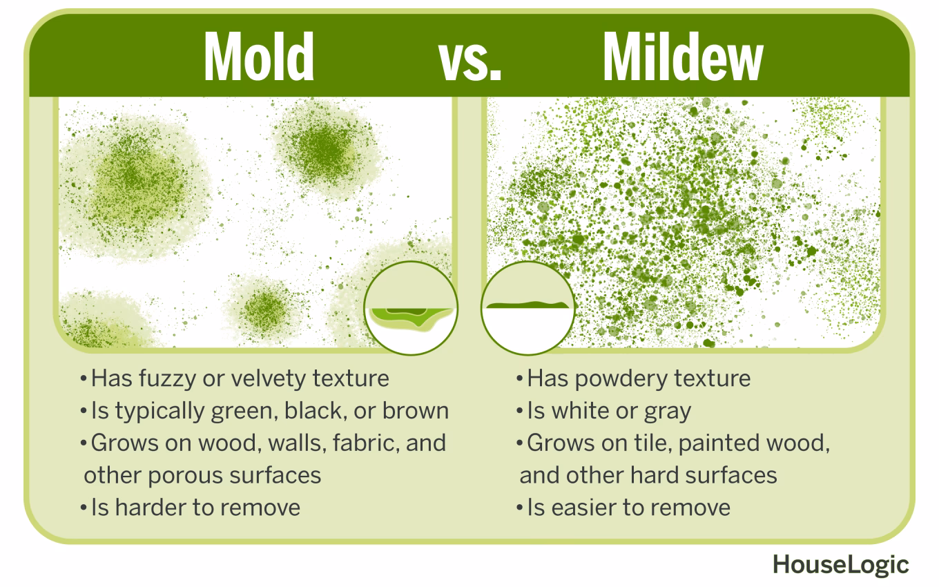 What does mould look like?