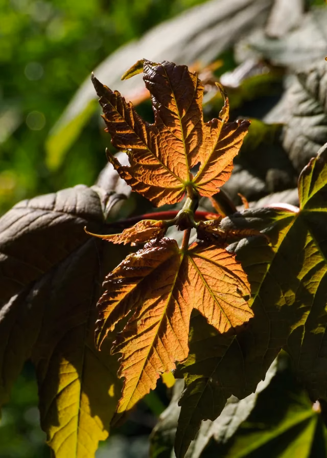 Why are some leaves red or purple?