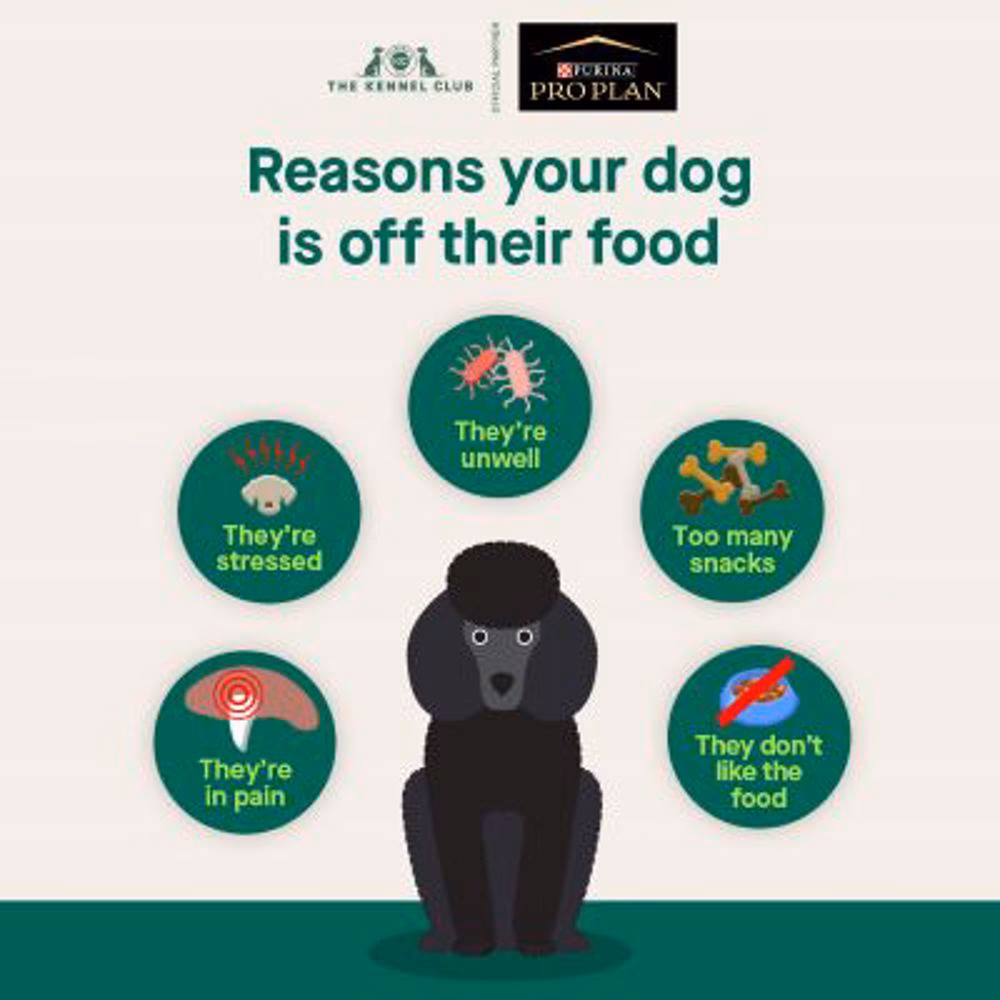 Why does my dog eat so much?